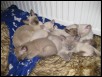 2009 Gem babysitting Lunas kitts (6 wks)